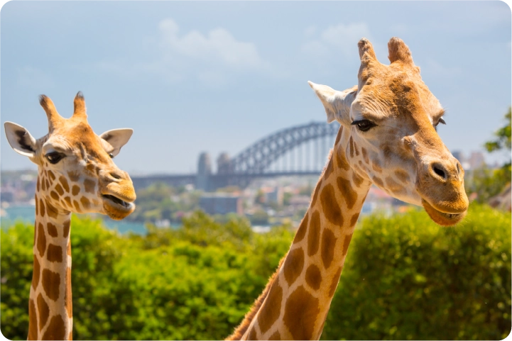 写真：ワイルド・オーストラリア 動物園ツアー