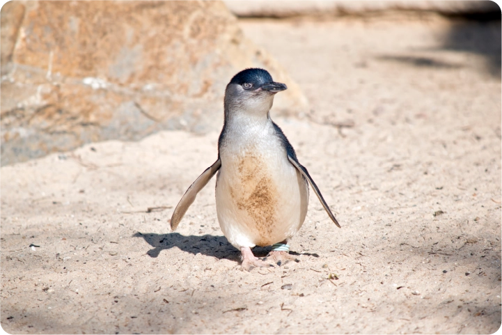 写真：フィリップ島ペンギンパレード＆野生動物ツアー