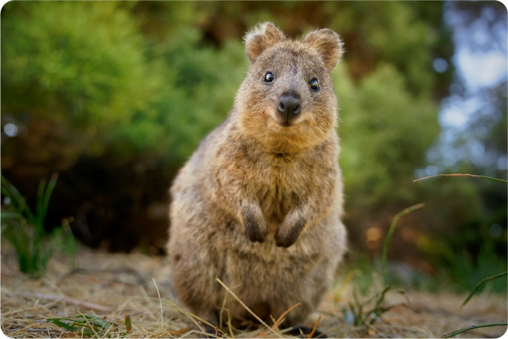 写真：ロットネスト島 クオッカ探索体験